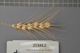 Click for 1 image(s) for this accession. Spike